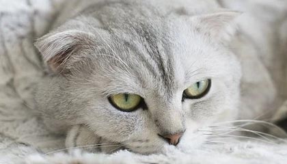 开云体育足球-大牌阵容未能发挥应有水平