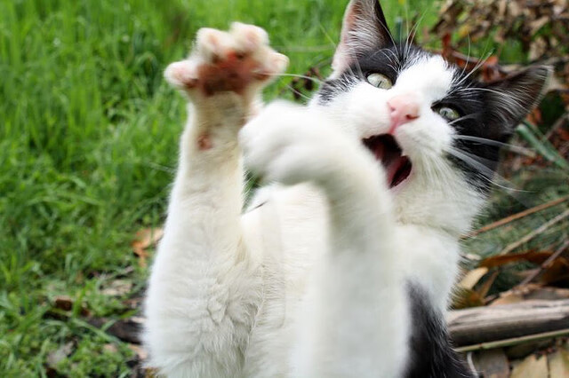 开云体育入口-球员在节奏高压中应如何分配注意力资源