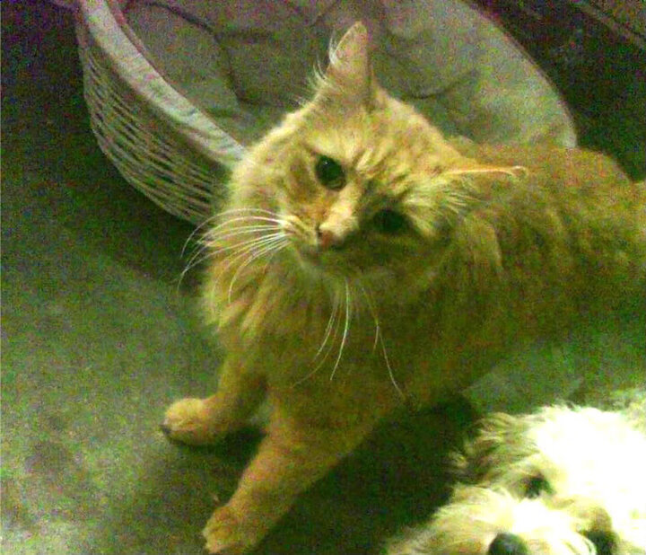 中国足球职业联赛球队伤病防护体系完善,中国足球队受伤